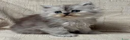 Persiano gatti in vendita: Gattini cuccioli persiano  - Annuncio 6