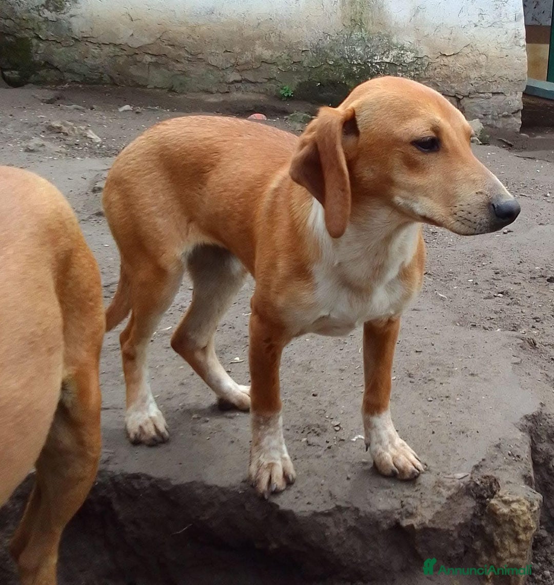 Segugio dell'Appennino cani in regalo: MUSA mix segugetta taglia medio piccola - Annuncio 8