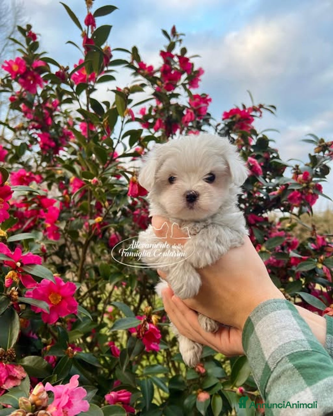 Maltese cani in vendita: Cuccioli maltesi con pedigree enci a Città metropolitana di Milano - Immagine 1