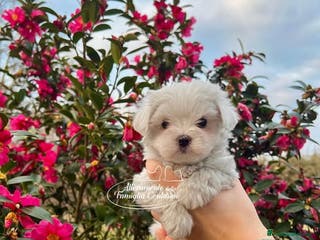 Maltese cani Cuccioli maltesi con pedigree enci a Città metropolitana di Milano - Annuncio 5