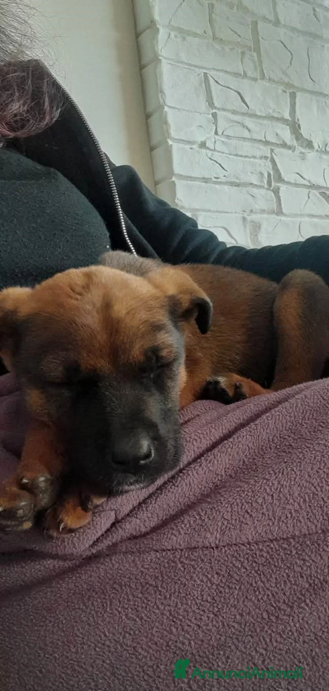 Meticcio cani in regalo: stupenda cucciola pandora in regalo - Annuncio 3