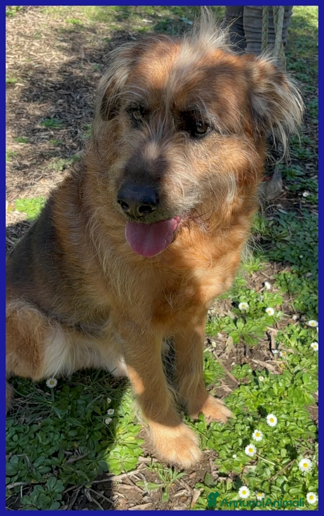 Meticcio cani in regalo: FRED FLINSTONES a Città metropolitana di Roma Capitale - Annuncio 11