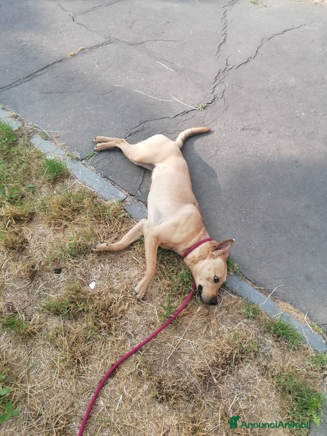 Meticcio cani in regalo: Luna, meticcia di 3 anni in regalo - Annuncio 6