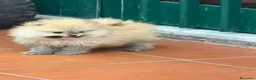 Spitz cani in vendita: Cuccioli di spitz Pomerania  - Annuncio 4