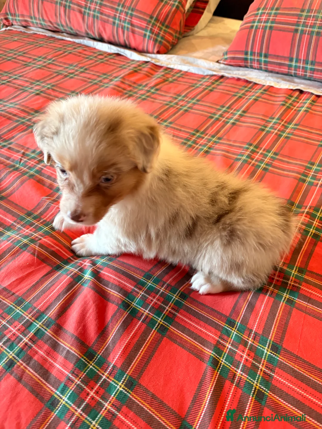 Australian Shepherd cani in vendita: Pastore australiano  - Annuncio 4