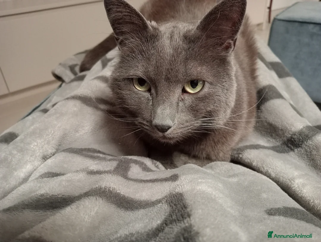 Meticcio gatti in regalo: Miccio  a Provincia di Parma - Annuncio 2