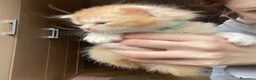 Maine Coon gatti in vendita: Maine coon - Annuncio 3