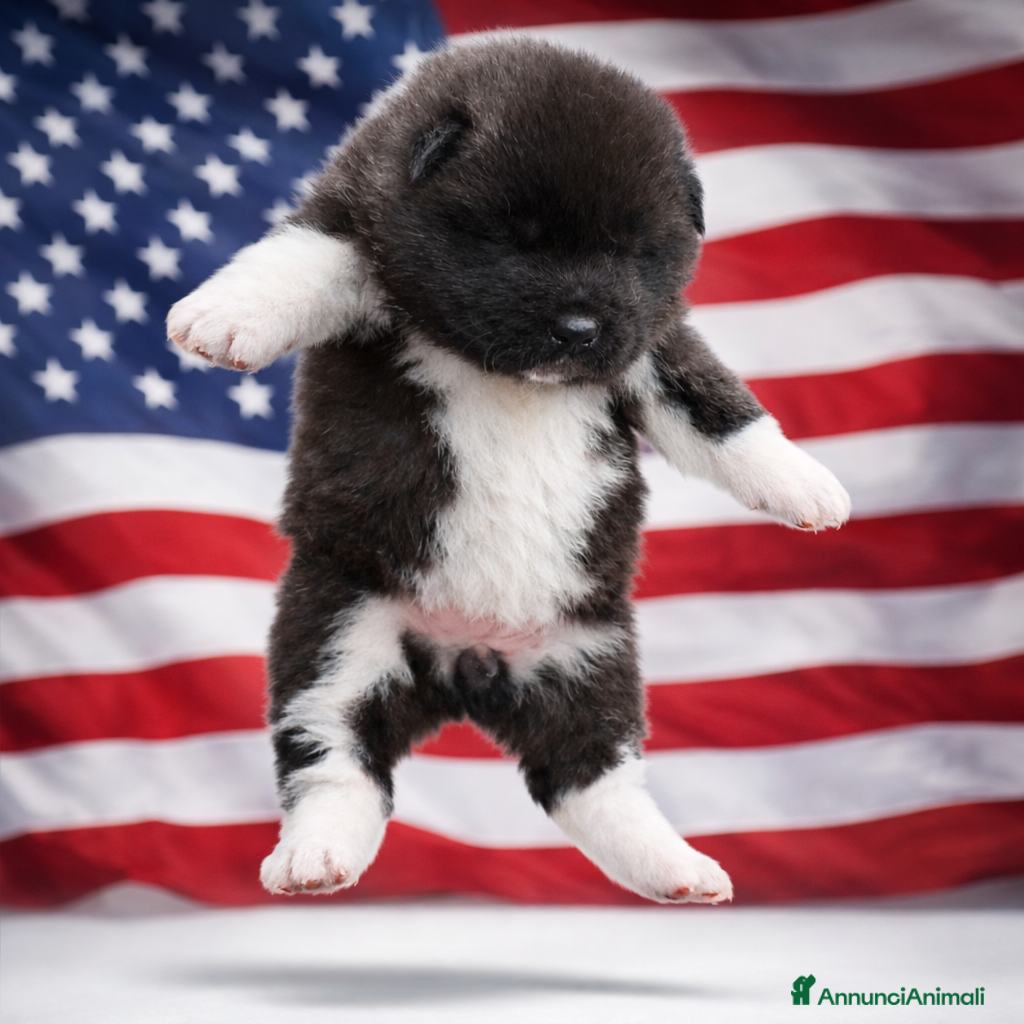 Akita Americano cani Akita americano  - Annuncio 1