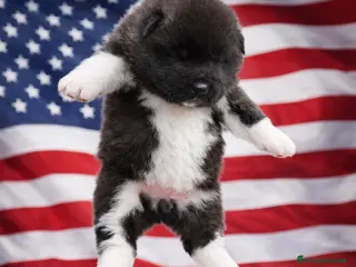 Akita Americano cani Akita americano - Annuncio 36