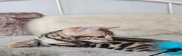 Bengala gatti in vendita: Splendidi cuccioli di bengala - Annuncio 9