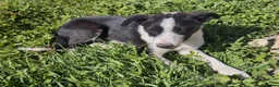 Border Collie cani in vendita: Vendo Border Collie a pelo corto - Annuncio 3