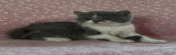 Scottish gatti in vendita: Scottish fold e straight  - Annuncio 12
