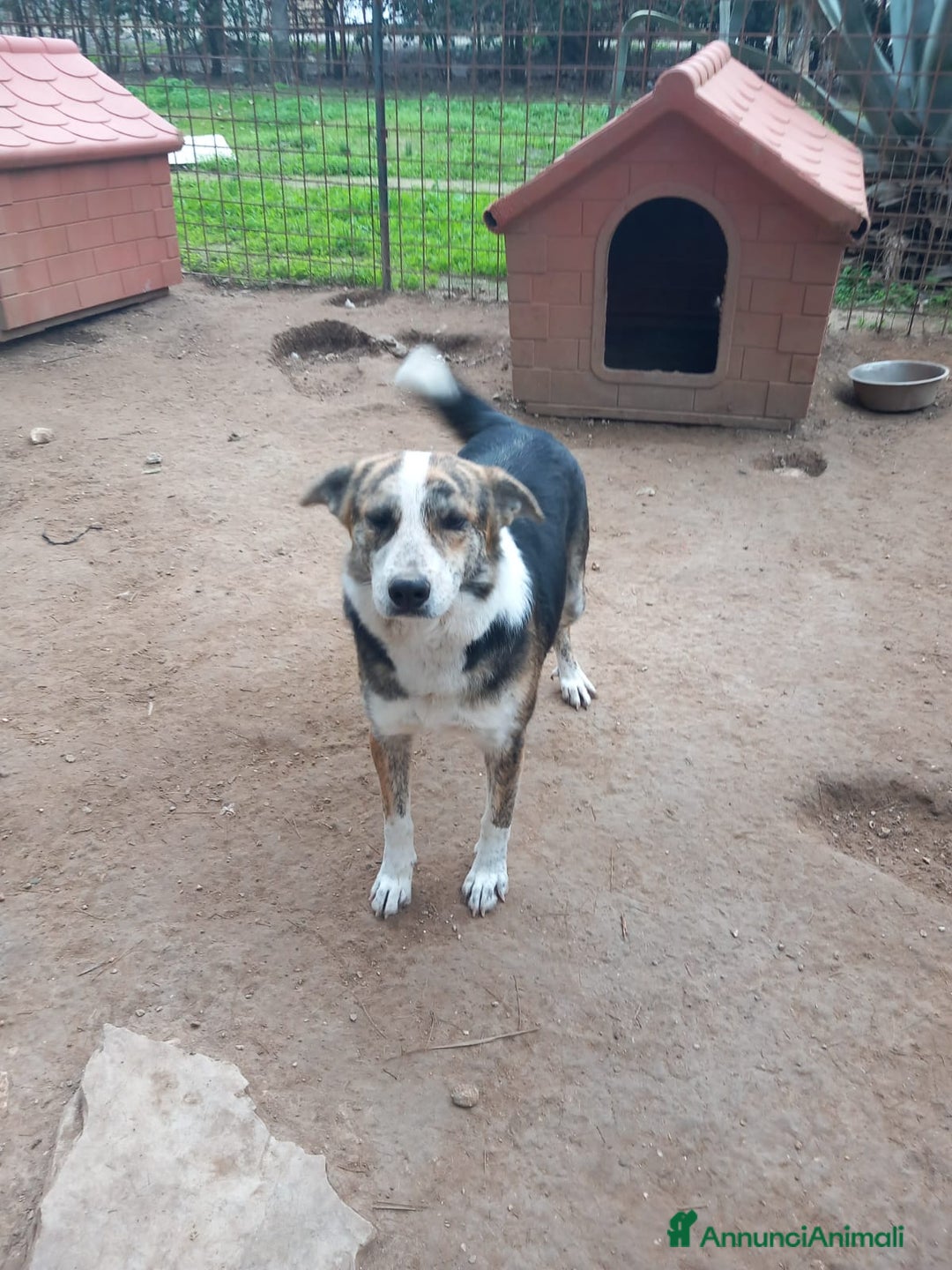 Meticcio cani in regalo: VALZER - Classe 2023 a Provincia di Padova - Annuncio 4