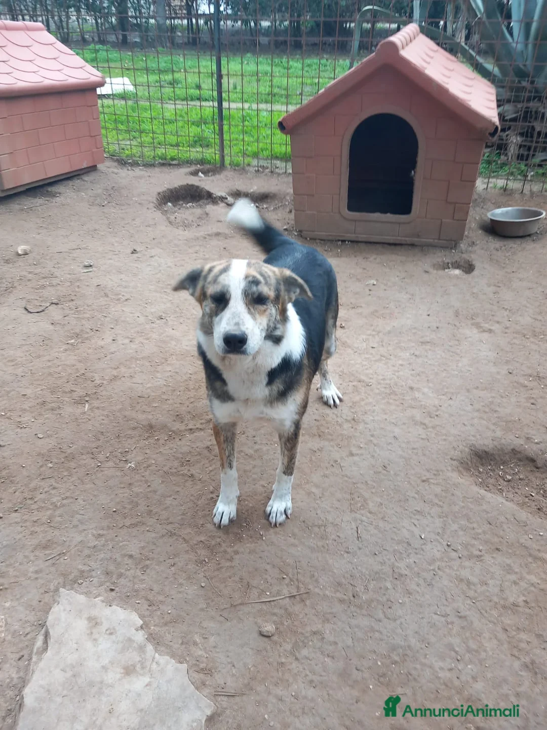 Meticcio cani in regalo: VALZER - Classe 2023 a Provincia di Padova - Annuncio 4