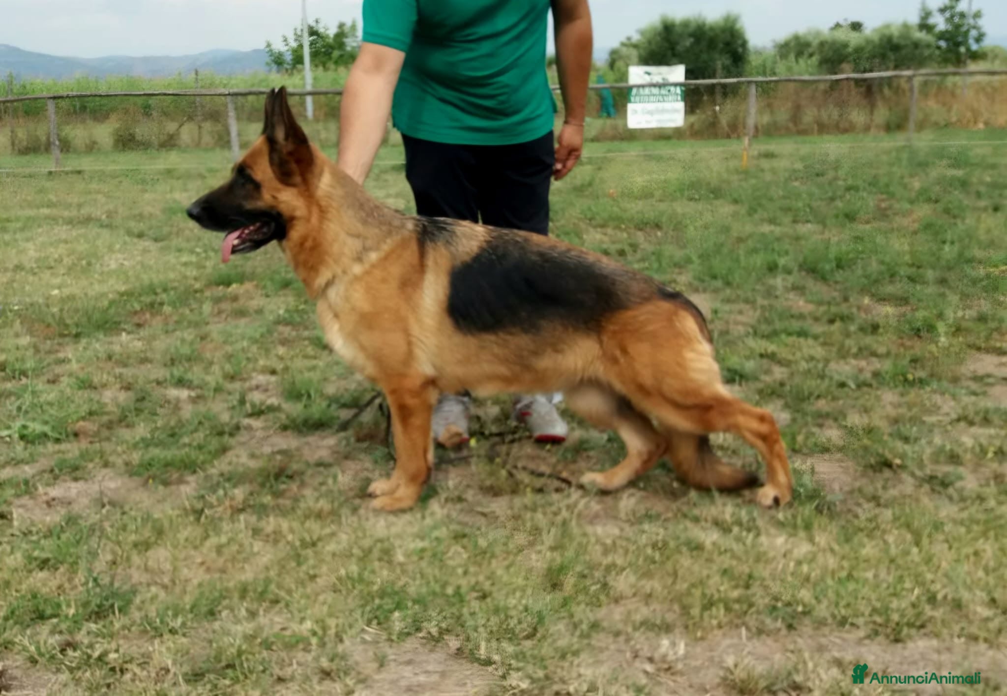 Pastore Tedesco cani Pastore tedesco cuccioli - Annuncio 4