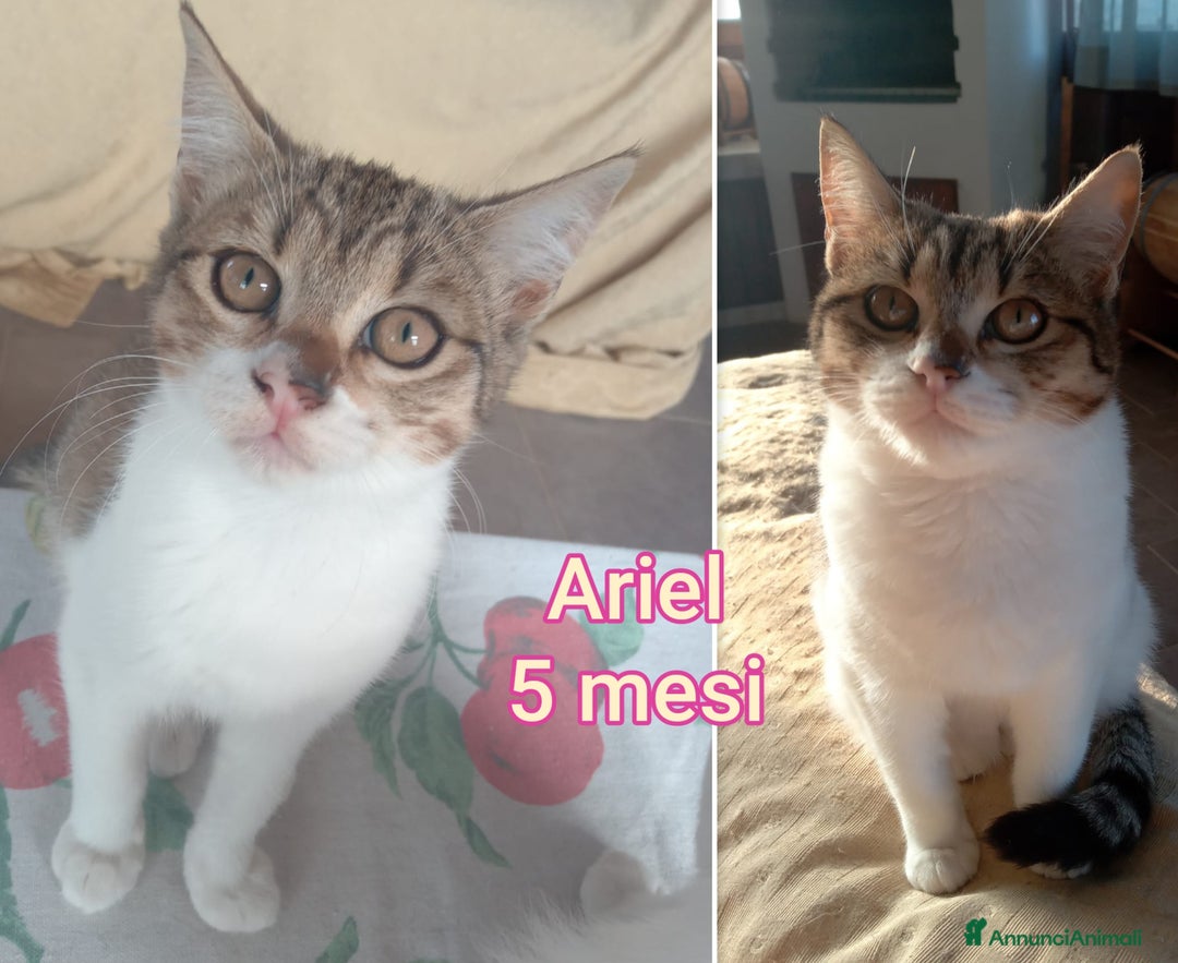 Altre razze gatti in regalo: GATTINI ADORABILI IN CERCA DI CASA  - Annuncio 1