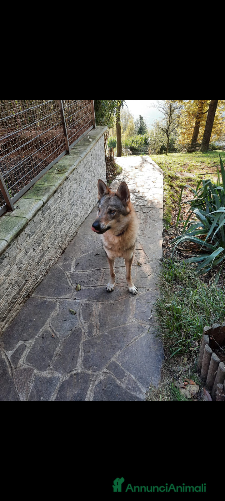 Lupo Cecoslovacco cani Cucciolo maschio cane lupo cecoslovacco  - Annuncio 3