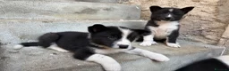 Cane da Orso della Carelia cani in vendita: Karelian Bear Dog  a Provincia del Verbano-Cusio-Ossola - Annuncio 3