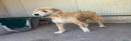 Meticcio cani in regalo: LOLLO 9 anni cerca casa - in adozione a Latina - Annuncio 2
