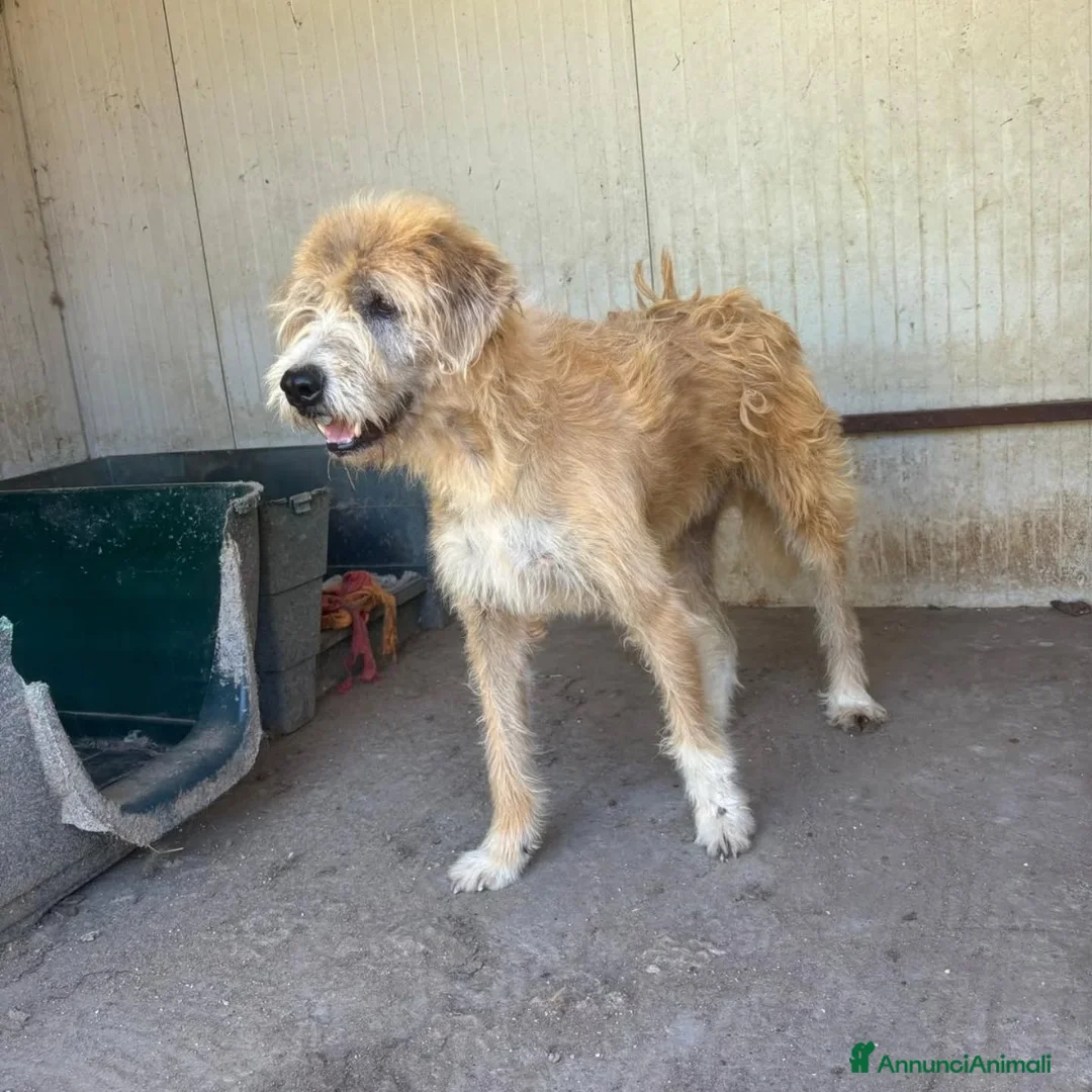 Meticcio cani in regalo: LOLLO 9 anni cerca casa - in adozione a Latina - Annuncio 2