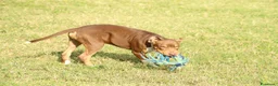 Pitbull cani in vendita: Cuccioli di Pit Bull anche a rate - Annuncio 33