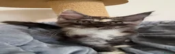 Maine Coon gatti in vendita: Gattini Maine Coon - Annuncio 16