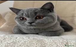 British gatti in vendita: British shorthair cuccioli  a Provincia di Verona - Immagine 3