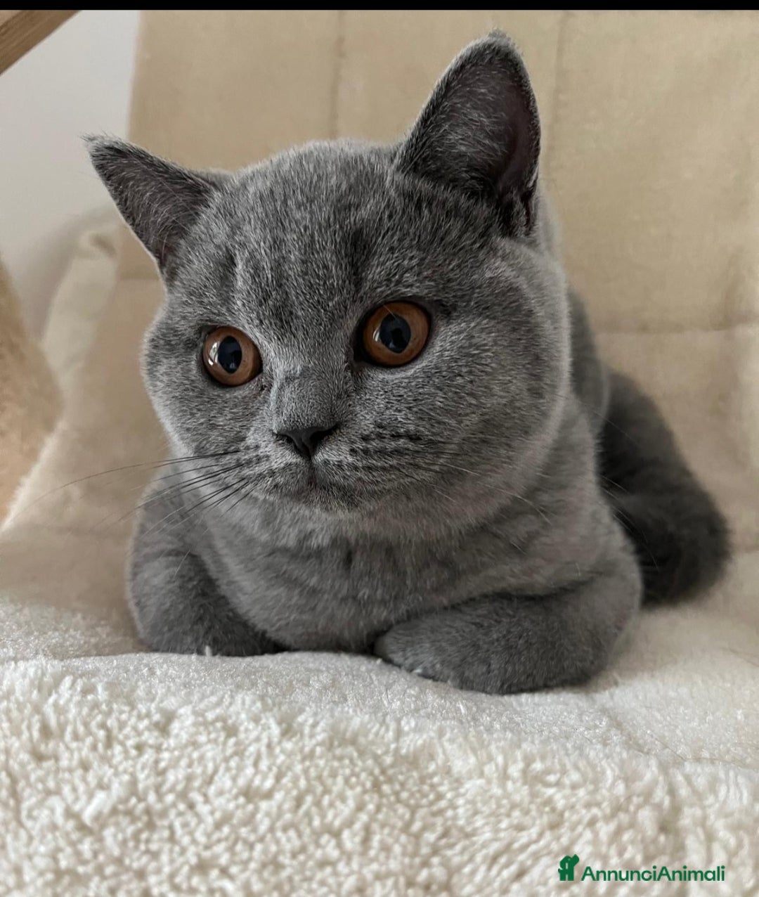 British gatti in vendita: British shorthair cuccioli  a Provincia di Verona - Immagine 3