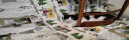 Europeo gatti in regalo: Micha e Rainbow hanno bisogno di una nuova casa! - Annuncio 8