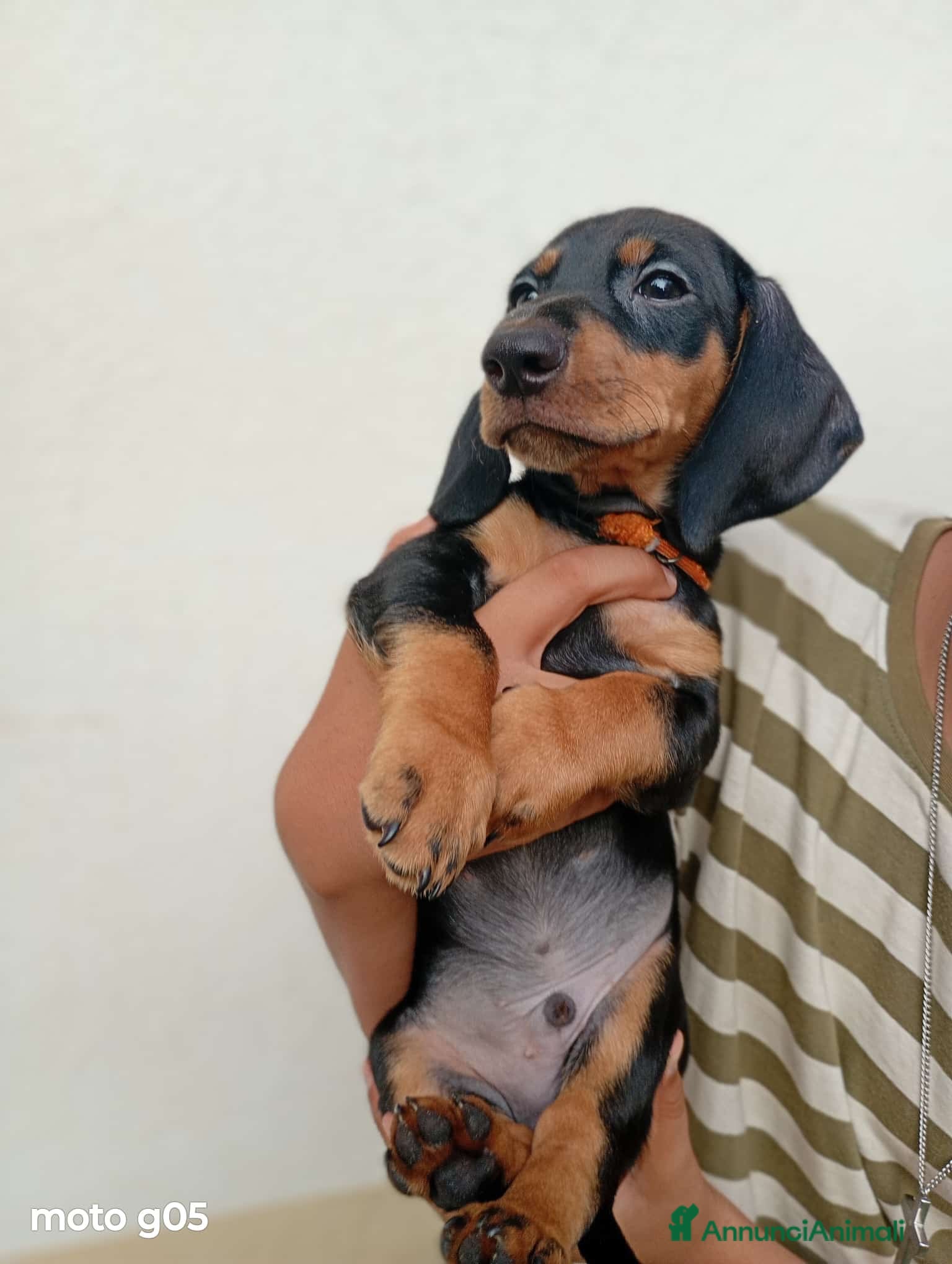Bassotto cani Cucciolo di bassotto pelo corto  - Annuncio 2