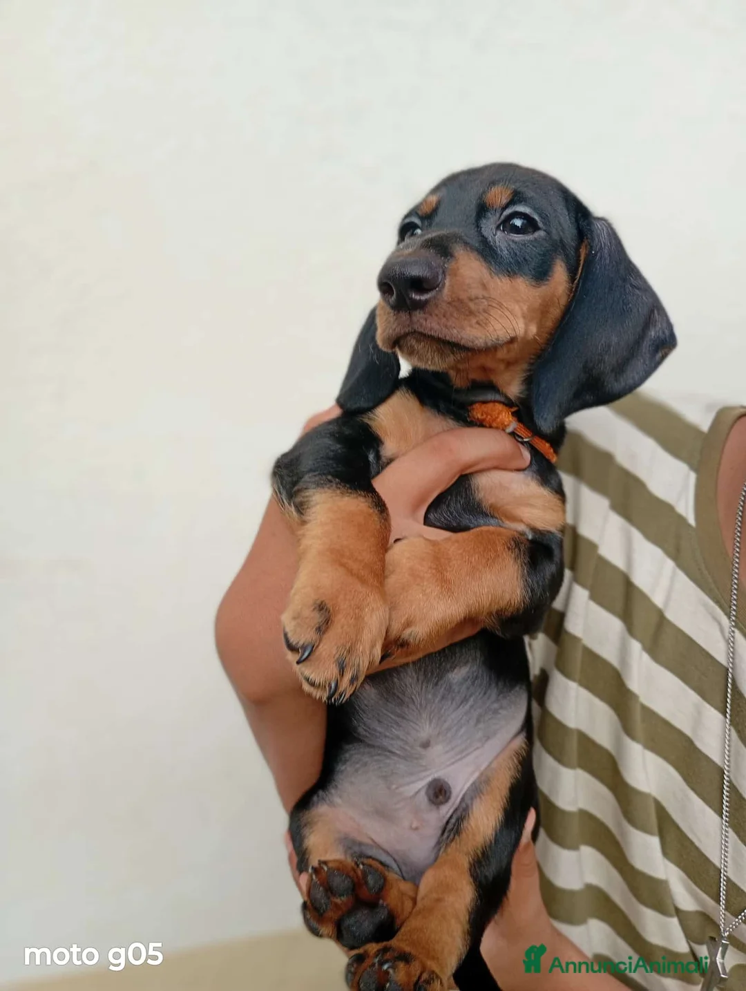 Bassotto cani in vendita: Cucciolo di bassotto pelo corto  - Annuncio 1