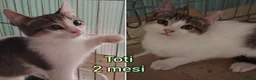 Altre razze gatti in regalo: GATTINI ABBANDONATI: EMERGENZA  a Città metropolitana di Milano - Annuncio 4