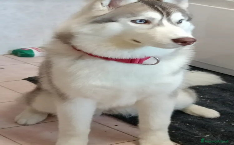 Husky cani a Provincia di Pavia - Annuncio 2