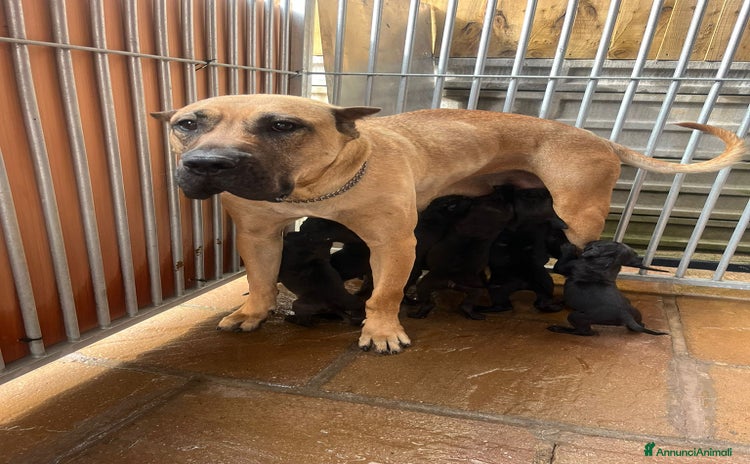 Presa Canario cani Presa Canario - Annuncio 1