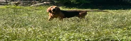 Bloodhound cani in vendita: Cucciolone - Annuncio 4