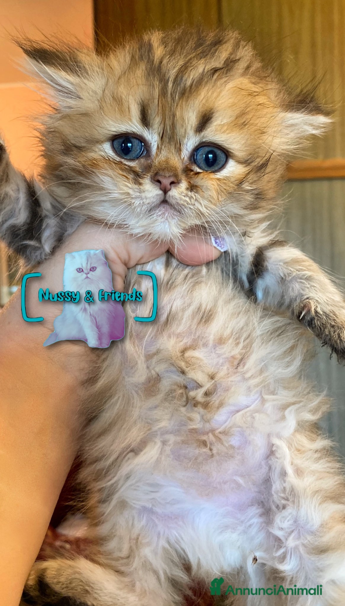 Persiano gatti in vendita: Cucciolo di gatto persiano chinchilla golden - Annuncio 10