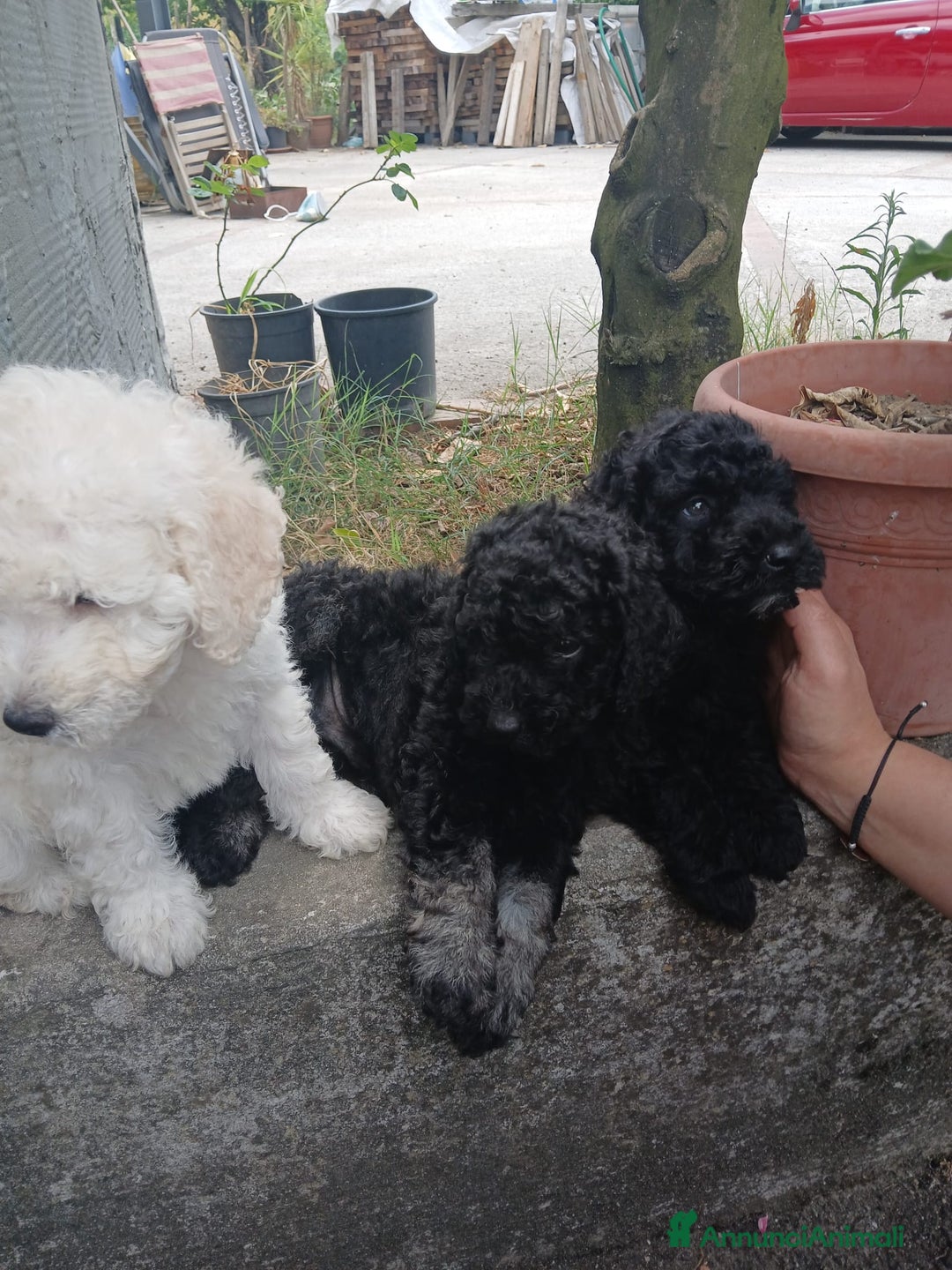 Barboncino cani in vendita: Barboncino Nano a Provincia di Avellino - Immagine 4