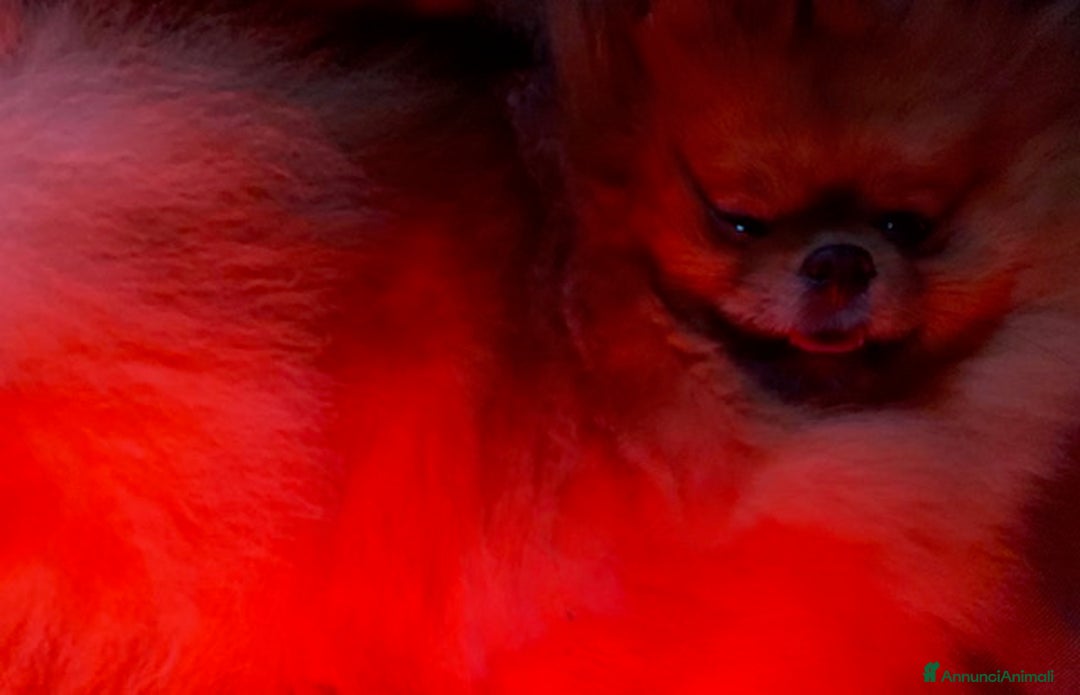 Volpino Pomerania cani in vendita: Cucciolo di Pomerania con Pedigree ENCI - Annuncio 3