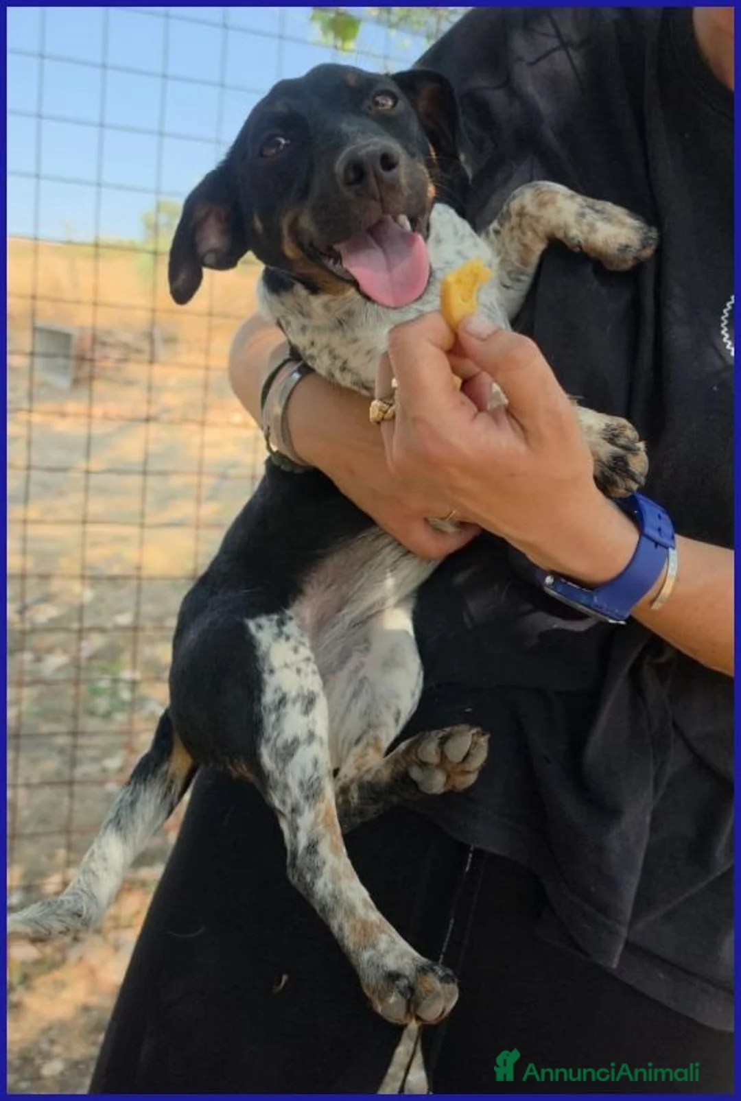 Meticcio cani in regalo: INCOLLA TENERA CUCCIOLOTTA CERCA UNA MAMMINA TUTTA - Annuncio 10
