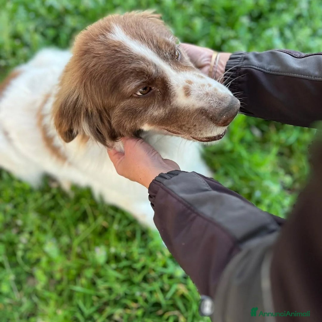 Border Collie cani in regalo: MICHELE incrocio border collie cerca adozione a Provincia di Latina - Annuncio 6