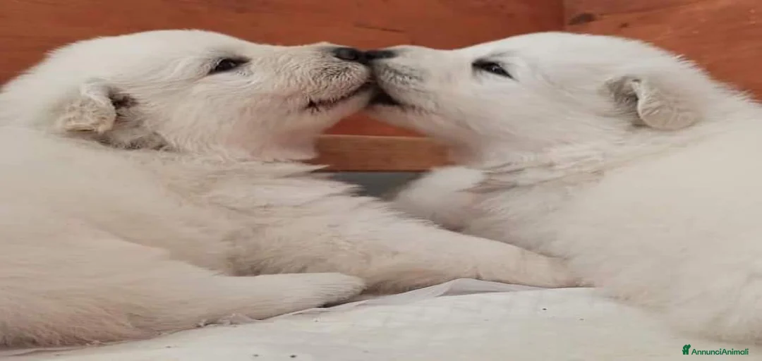 Immagine della galleria {{count}}