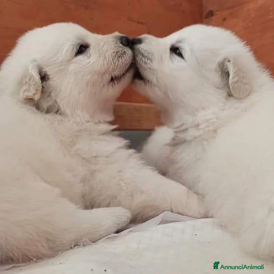 Immagine della galleria {{count}}