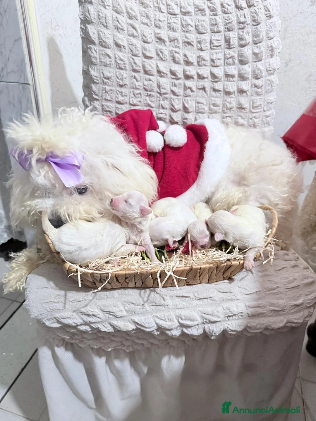 Maltese cani in vendita: Cucciolo maltese razza pura manto bianco - Annuncio 6