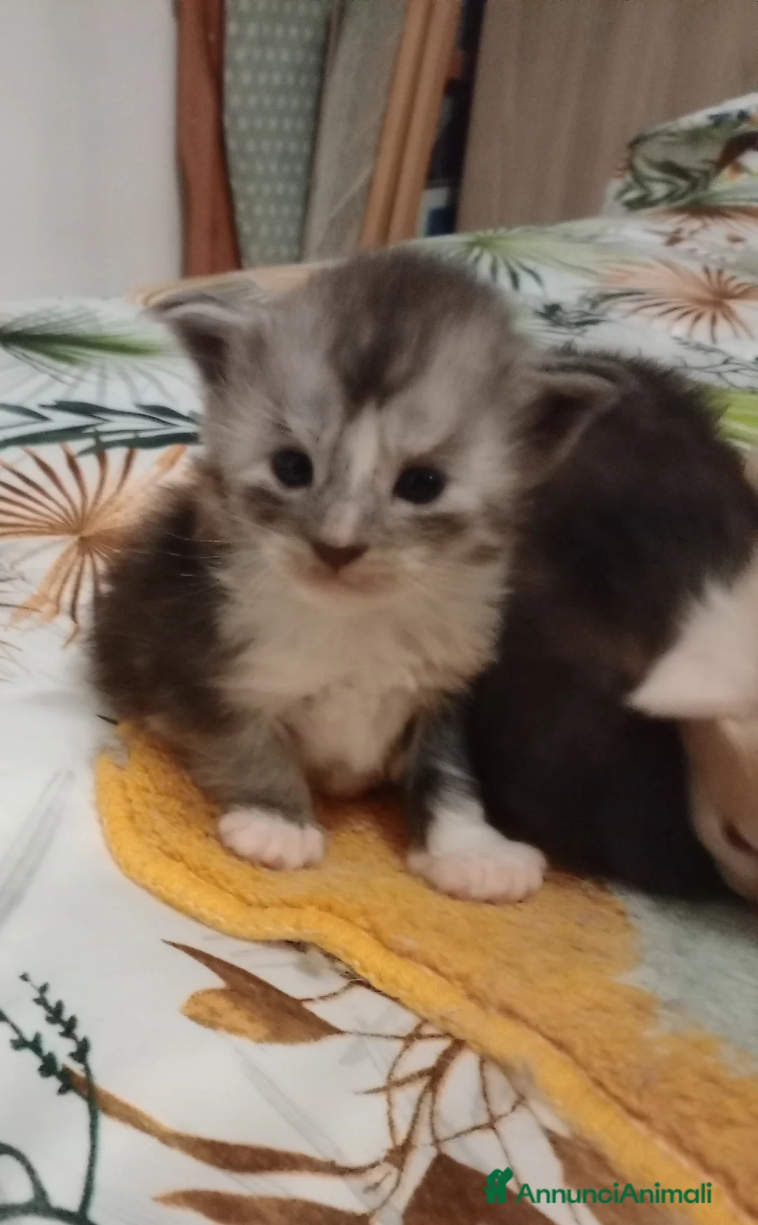 Maine Coon gatti in vendita: Maine coon cuccioli  - Annuncio 10