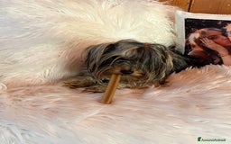 Yorkshire cani per accoppiamento: Cane per monta  - Immagine 2