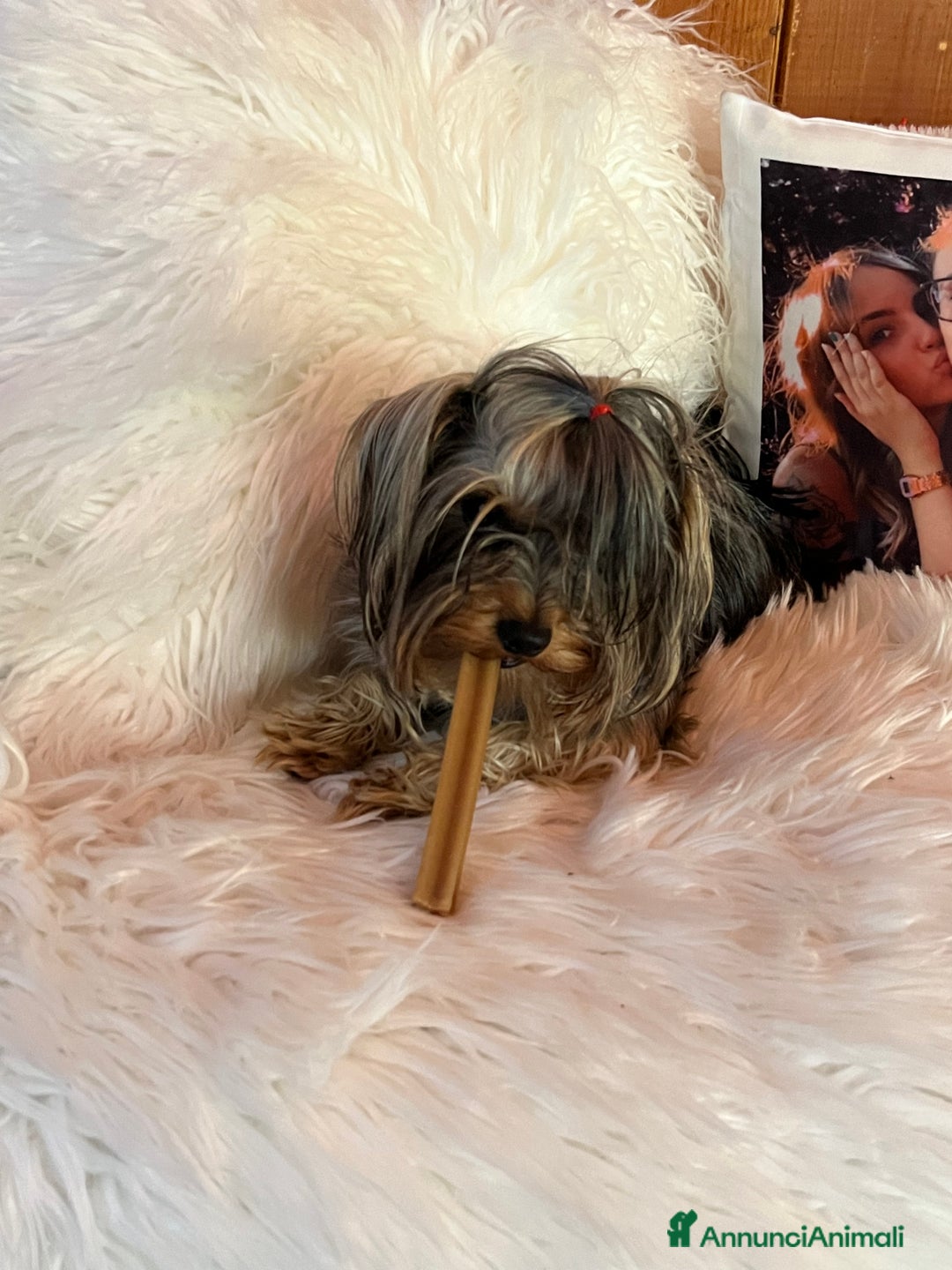 Yorkshire cani per accoppiamento: Cane per monta  - Immagine 2