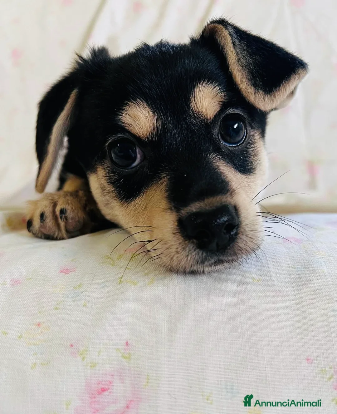Meticcio cani in regalo: Cuccioli taglia piccola 3 mesi - Annuncio 2