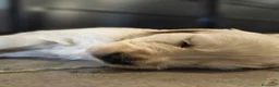 Golden Retriever cani in vendita: Cuccioli Golden Retriever  - Annuncio 8