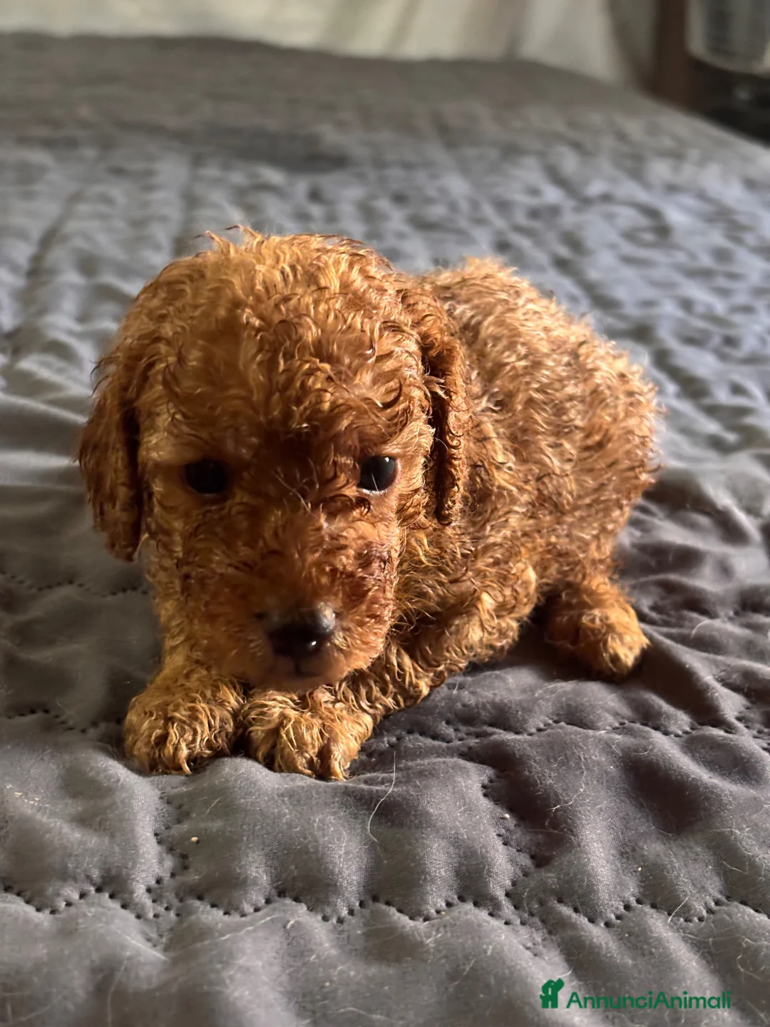 Barboncino Toy cani in vendita: Cuccioli di Barboncino Toy - Annuncio 2