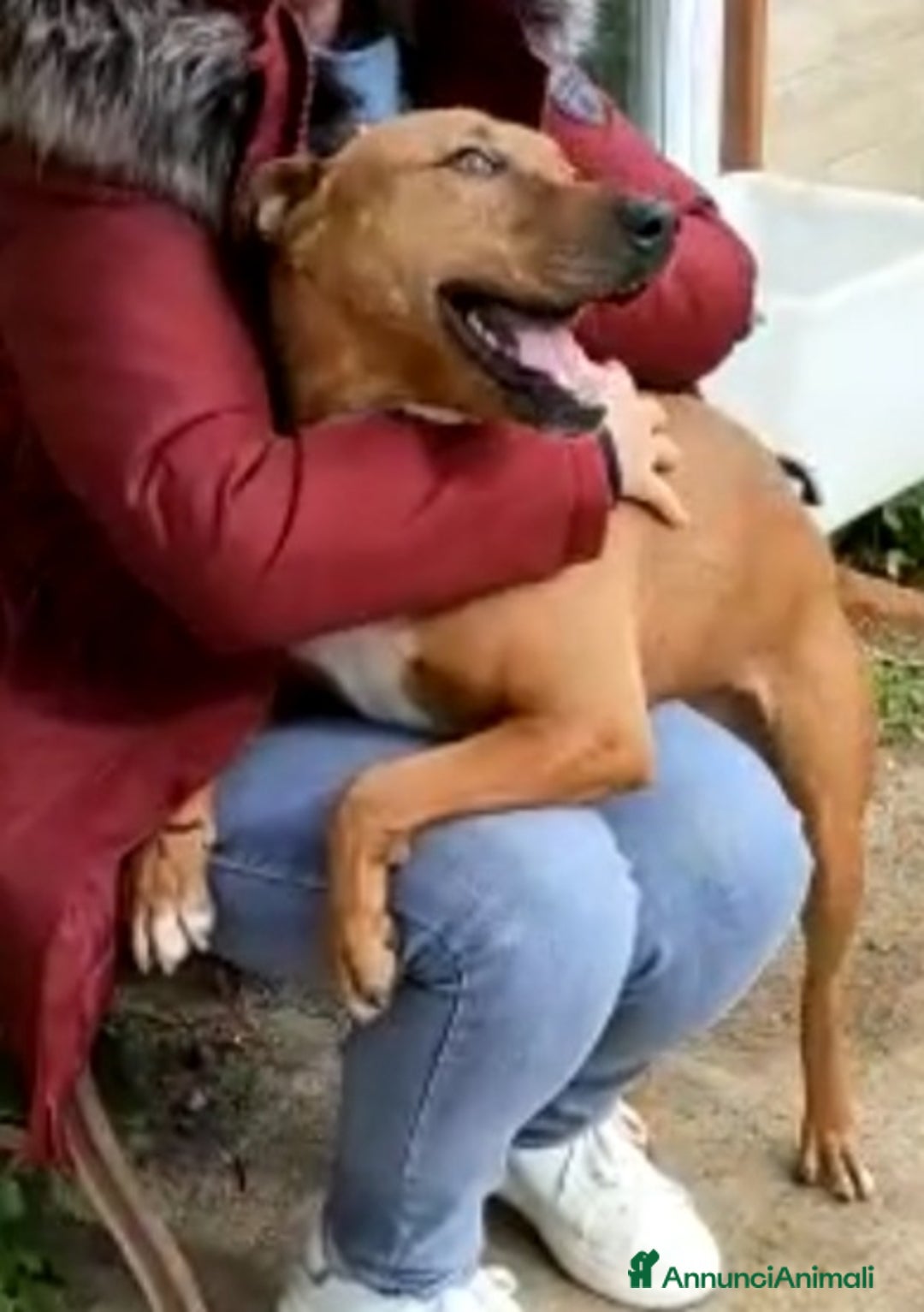 Meticcio cani in regalo: Ciro simil Pitbull 6anni aspetta ancora.LIVORNO a Città Metropolitana di Milano - Annuncio 8